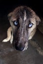 Portrait of a sad wet lonely dog Ã¢â¬â¹Ã¢â¬â¹with bright blue eyes. Homeless animals